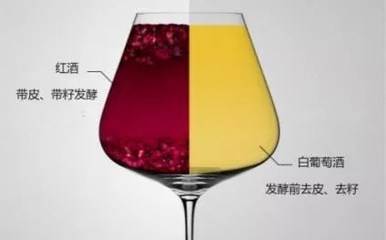阿聰選酒告訴你是什么讓白、紅葡萄酒變得如此不同